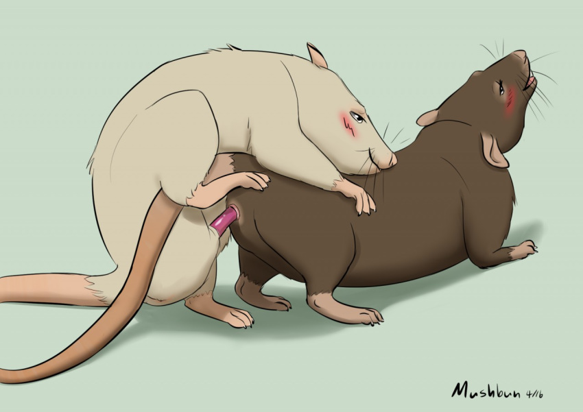 ambiguous_gender ambiguous_penetration animal_genitalia animal_penis duo feral feral_on_feral genitals male male/ambiguous mammal murid murine mushbun penetration penis rat rodent rodent_penis sex simple_background