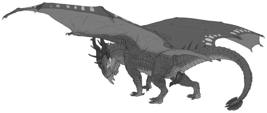 alpha_channel axe_(character) claws detailed detailed_scales digitigrade dragon erection fangs feral finger_claws genitals grey_body grey_scales greyscale hi_res knot long_tail looking_back male membrane_(anatomy) membranous_wings monochrome penis quadruped rear_view scales scalie sharp_teeth simple_background solo spread_wings standing stygimoloch_(artist) teeth toe_claws transparent_background wing_claws wings