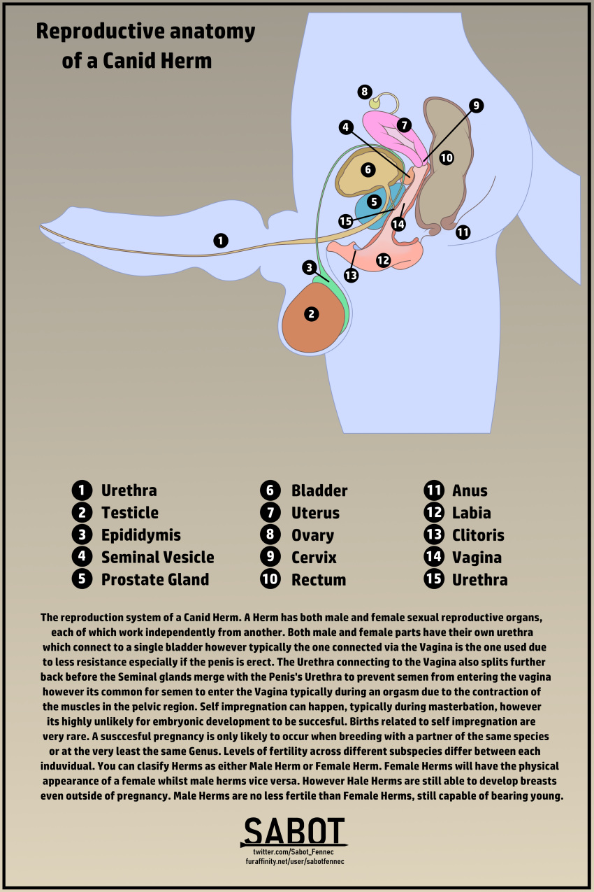 1boy 2:3 absurd_res animal_genitalia animal_penis animal_pussy anthro anus balls bladder canid canine canine_penis canine_pussy cuntboy cuntboy_focus cuntboy_only diagram english_text full-package_cuntboy genitals herm hermaphrodite hi_res informative intersex intersex_only male male_focus male_only maleherm mammal multi_genitalia penis pussy sabotfennec solo solo_focus text urethra url uterus