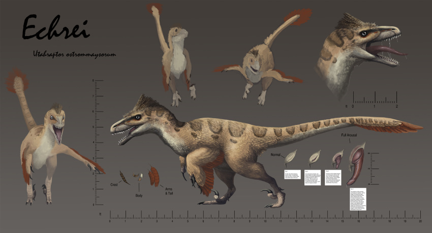 anatomically_correct animal_genitalia avoid_posting becoming_erect bodily_fluids brown_body brown_feathers claws cloaca cursive dinosaur dromaeosaurid echrei_(character) english_text feathers feral genital_fluids genitals gradient_background grey_eyes half-erect hi_res ixerin looking_aside male markings model_sheet open_mouth penis precum red_body red_feathers reptile saliva scalie sharp_teeth simple_background teeth text theropod toe_claws utahraptor vertical_cloaca winged_arms wings