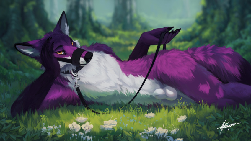 animal_genitalia anthro balls canid canine collar felix_(felixfox) fluffy fluffy_tail forest fox fully_sheathed genitals half-closed_eyes hand_on_head inner_ear_fluff leash looking_at_viewer lying male_only mammal muzzle_(object) narrowed_eyes on_side orange_eyes outside purple_body sheath snowfoxatheart solo tree tuft