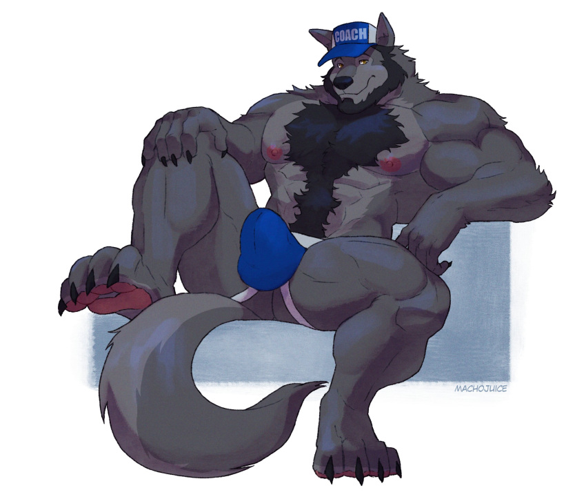 1boy abs anthro baseball_cap biceps big_muscles blue_underwear body_hair bulge canid canine canis clothing coach_mika happy_trail hat headgear headwear hi_res looking_at_viewer machojuice male male_only mammal muscular muscular_anthro muscular_male nipples paws pecs simple_background solo underwear wolf