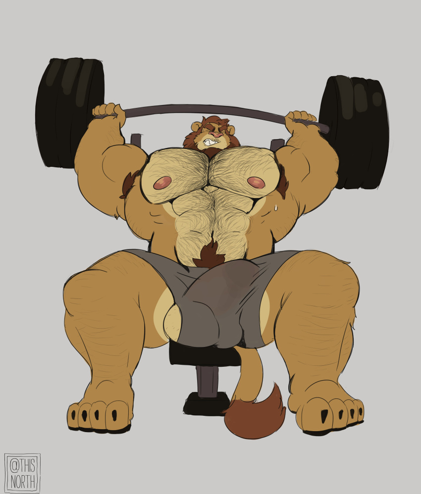 2020 abs absurd_res anthro armpit_hair balls barazoku barbell barely_visible_balls barely_visible_genitalia biceps bodily_fluids body_hair bulge clenched_teeth closed_eyes clothed clothing erection erection_under_clothing exercise felid genitals grey_background hi_res incline_press lion male male_only mammal mane navel nipples pantherine pecs pubes simple_background sitting solo sweat tcw_(artist) teeth underwear weightlifting workout