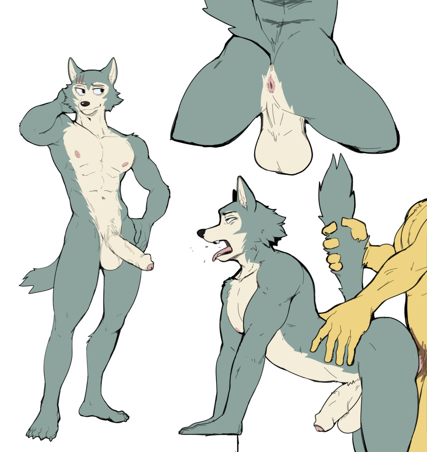 Legoshi (Beastars) Rule 34 Image