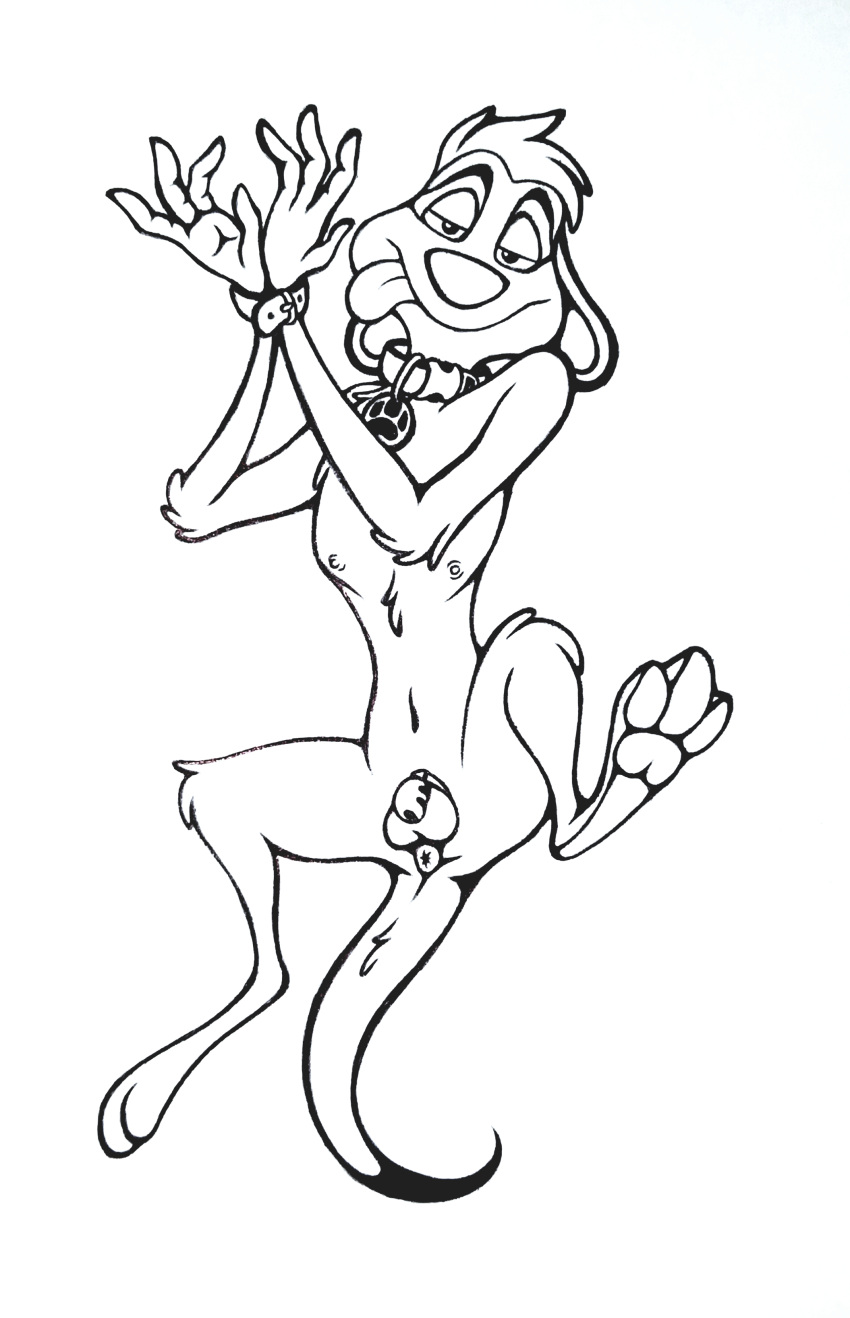 absurd_res anthro balls bondage bound chastity_(disambiguation) chastity_cage chastity_device collar disney foxyhunter genitals herpestid hi_res male male_only mammal meerkat paws penis solo the_lion_king timon traditional_media_(artwork)