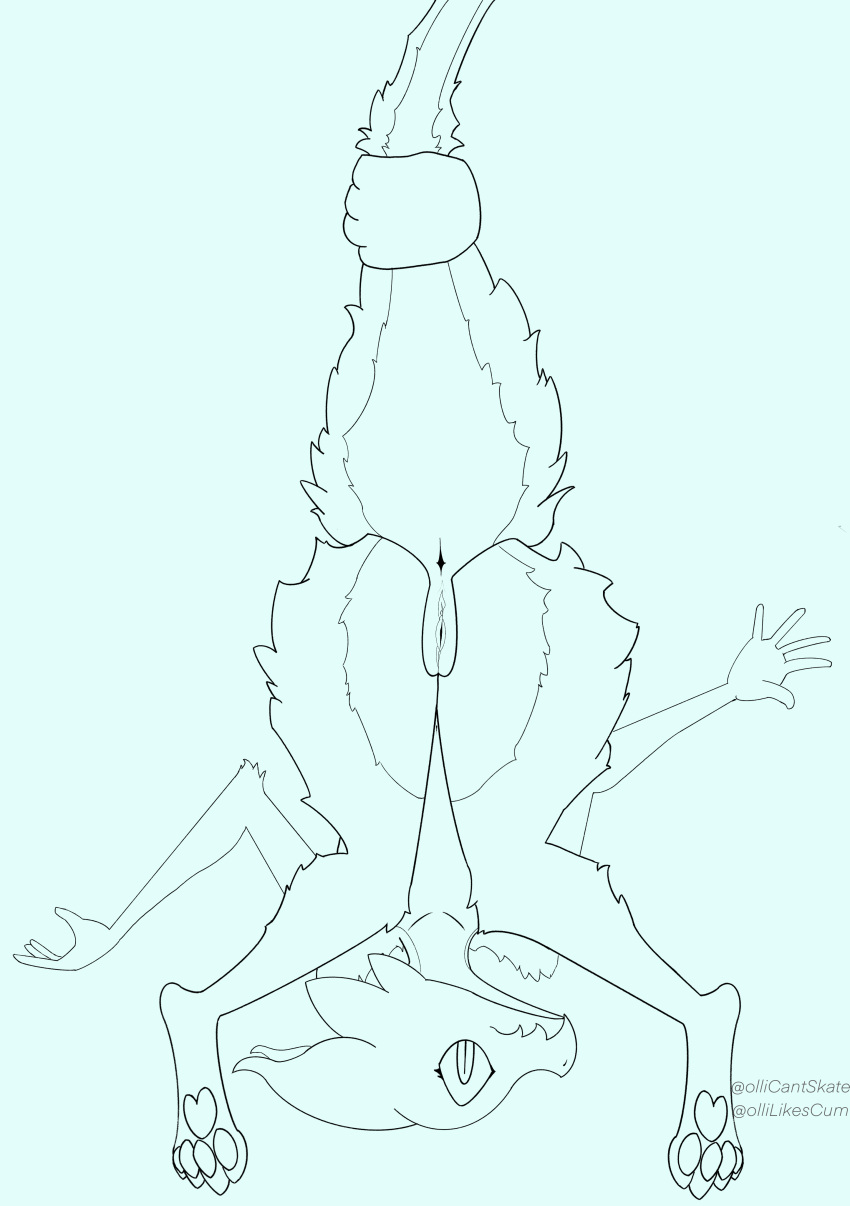 absurd_res anthro anus arm_tuft ass big_tail black_and_white butt_fluff butt_tuft digital_media_(artwork) disembodied_hand elbow_tufts female fluffy fluffy_tail fur fur_tuft genitals held_by_tail hi_res kobold lifted_by_tail line_art looking_at_viewer mammal monochrome nude ollicantskate pawpads paws pupils pussy raised_tail shoulder_tuft simple_background slit_pupils solo_focus surprise tail_grab thick_tail thick_thighs tuft upside-down wide_hips