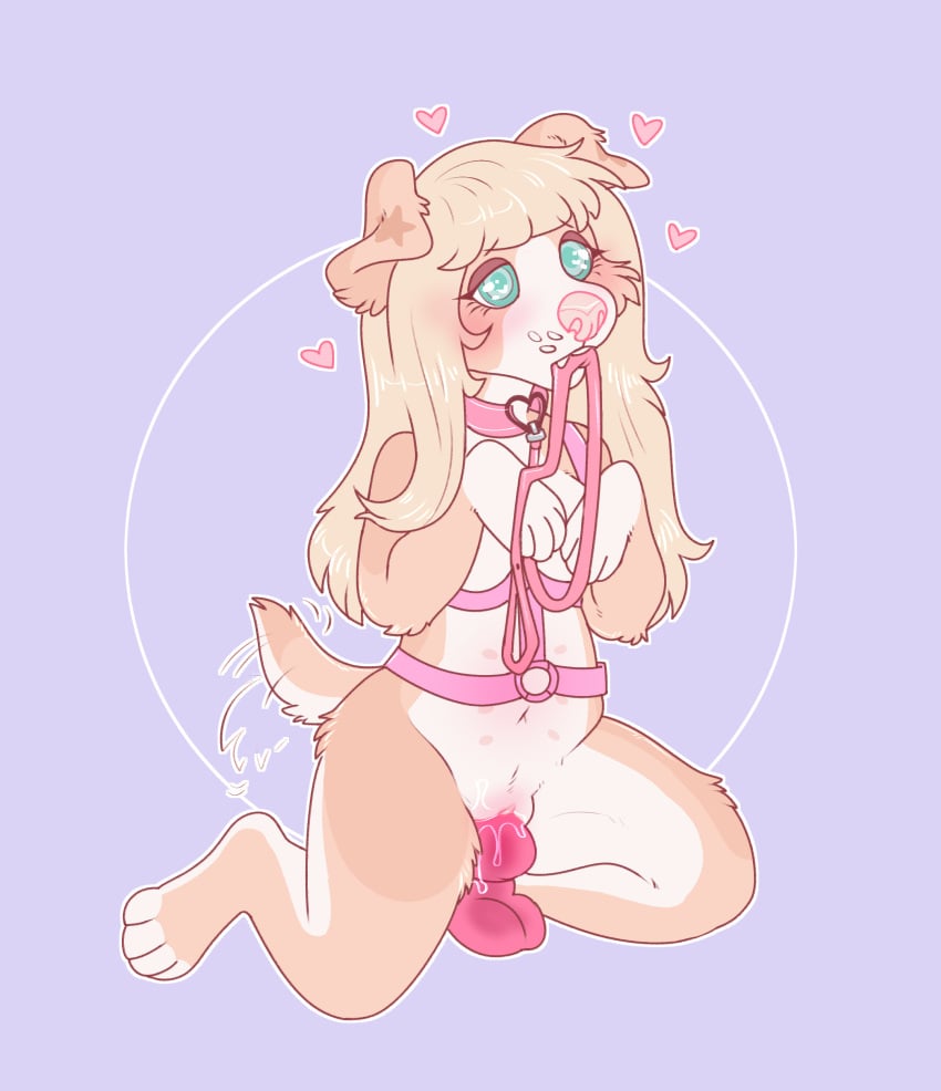 absurd_res anthro begging begging_pose blonde_hair blue_eyes blush bodily_fluids canid canine canis charlie_(bunniecope) chest_harness collar dildo dildo_sitting domestic_dog female furry_only genital_fluids genitals hair harness hearts herding_dog hi_res kinksiyo knot knotted_dildo leash long_hair mammal pastoral_dog penetration puppy_eyes pussy pussy_juice sex_toy shy solo stretching tailwag vaginal_penetration welsh_corgi