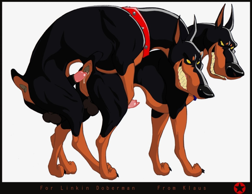 2boys anal animal_genitalia animal_penis anus canine canine_genitalia canine_penis collar desoto_(disney) disney doberman dog domestic_dog feral feral_on_feral feral_only feral_penetrated feral_penetrating gay imminent_anal imminent_sex klaus_doberman male/male male_only mammal oliver_and_company penis roscoe_(disney) testicles yaoi