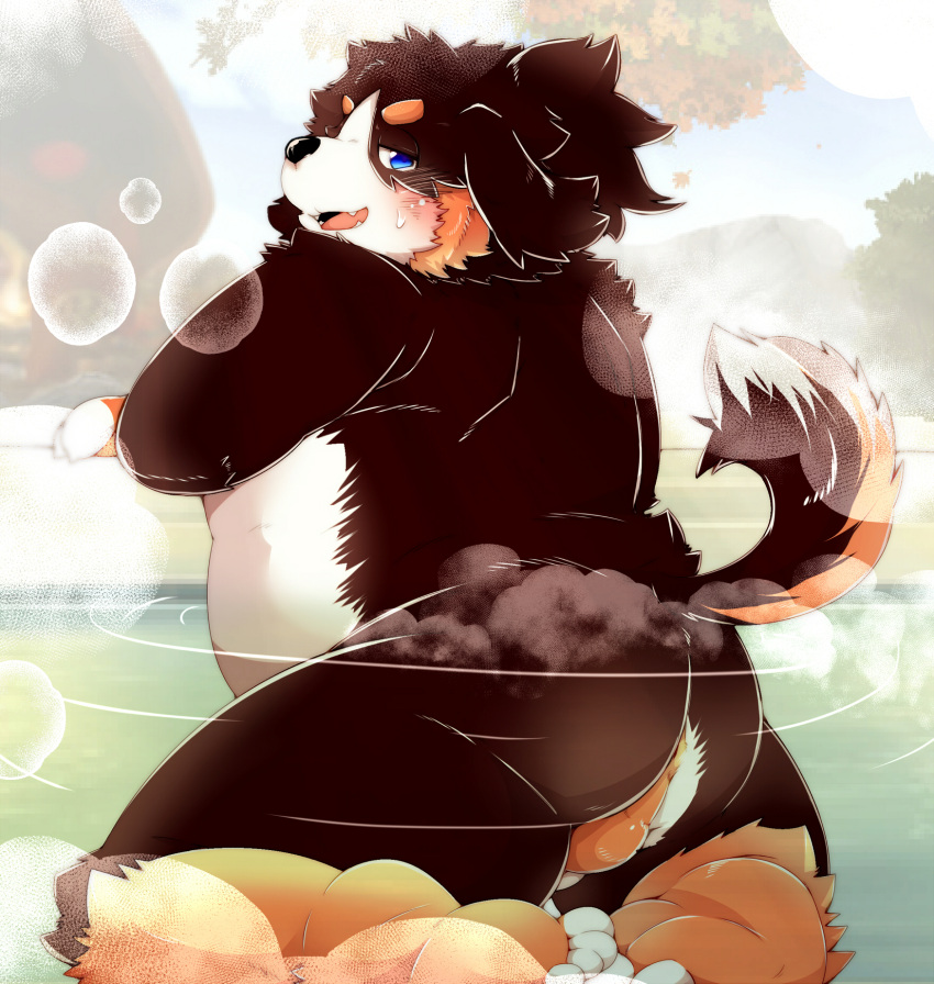 2021 anthro anus ass backsack balls belly bernese_mountain_dog black_body black_fur black_nose blue_eyes blush brown_body brown_fur canid canine canis detailed_background domestic_dog fur furry genitals hi_res kemono male mammal molosser mountain_dog outside overweight overweight_anthro overweight_male solo swiss_mountain_dog tsurugi water white_body white_fur