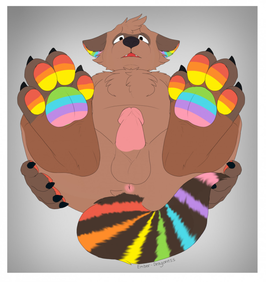 4_toes anthro anus balls black_eyes black_nose brown_body brown_ears brown_fur chest_tuft claws dakotasoftpaw fangs feet foot_focus fraya.diblidu fur furry gay genitals hair hi_res humanoid_genitalia humanoid_penis legs_up lgbt_pride male male_only mammal markings multicolored_markings multicolored_tail open_mouth pawpads paws penis presenting presenting_anus pride_colors procyonid raccoon rainbow rainbow_tail simple_background solo solo_male toes tuft