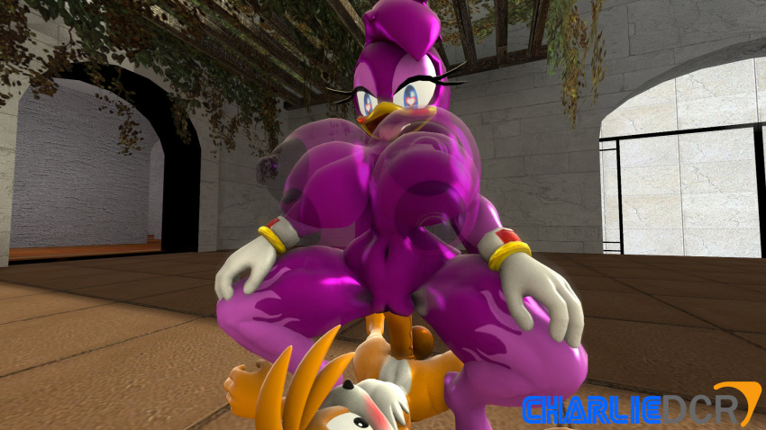 <3_eyes 3d avian balls beak bird blue_eyes bouncing_breasts breasts charliedcr clothing cowgirl_position duo eyelashes female fox fur gloves heart_eyes large_penis larger_female male penis purple_body purple_hair sex size_difference smaller_male smile sonic_(series) tails wave_the_swallow white_body