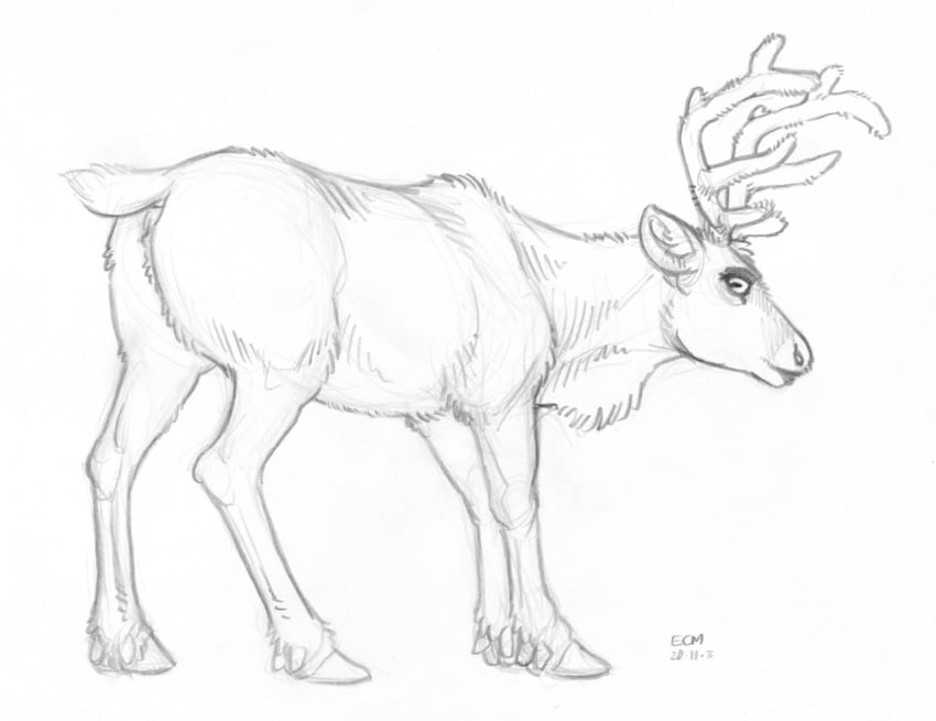 2020 antlers anus capreoline cervid ecmajor female feral genitals graphite_(artwork) greyscale hooves horizontal_pupils horn looking_back mammal monochrome pencil_(artwork) pupils pussy reindeer short_tail sketch solo traditional_media_(artwork)