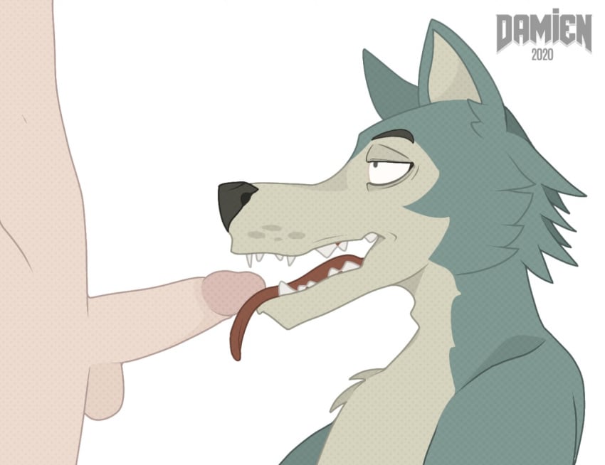 2020 anthro balls beastars bodily_fluids canid canine canis chest_tuft demondoggodamien digital_media_(artwork) duo erection fellatio fur genitals human human_on_anthro humanoid_genitalia humanoid_penis interspecies legoshi_(beastars) licking male male/male mammal masturbation nude open_mouth oral oral_penetration penetration penile penis penis_lick sex signature simple_background smile teeth_showing tongue tongue_out tuft wolf