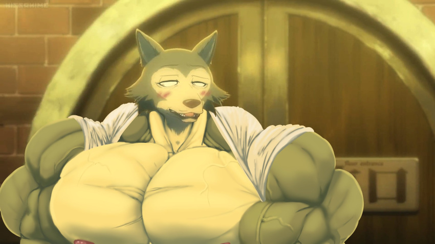 1boy 1male beastars big_nipples big_pecs blush buff canid canine gay huge_pecs hyper hyper_muscle hyper_muscles hyper_pecs legoshi_(beastars) lupine male male_only muscle muscles muscular muscular_male muscular_male_only nervous_smile nipples partially_clothed pecs rompinpomps solo solo_male wolf