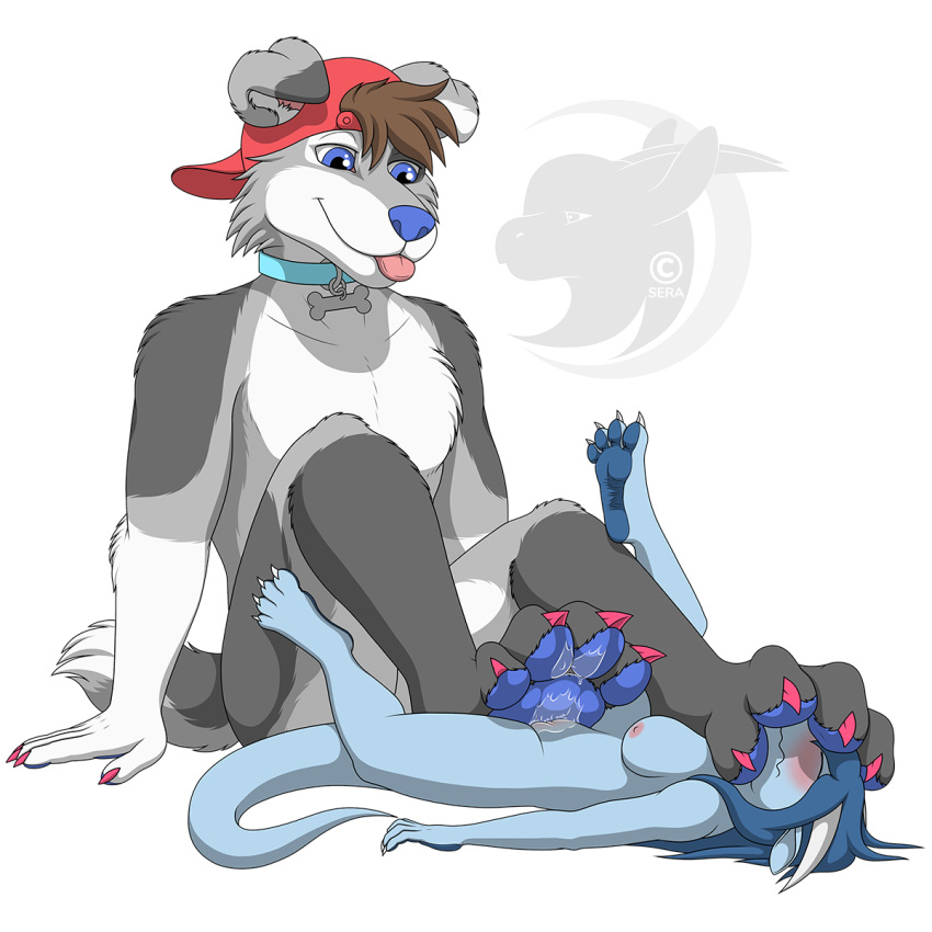 4_toes alpha_channel anthro backwards_baseball_cap barefoot baseball_cap blue_body blue_eyes blue_hair blue_nose blue_pawpads blue_scales blush bodily_fluids brown_hair canid canine canis cheek_tuft claws clitoris closed_eyes clothing collar collar_only countershade_feet countershading domestic_dog domination dragon duo ejaculation facial_tuft feet female fluffy fluffy_tail foot_fetish foot_on_face fur genital_fluids genitals grey_body grey_fur hair hat headgear headwear hi_res horn looking_down male male/female male_domination mammal nipples nude orgasm orgasm_face pawpads paws pink_nipples pink_tongue pussy pussy_ejaculation pussy_juice scales sera_(sera) seraotoro simple_background size_difference smile submissive submissive_female timber toe_claws toe_curl toes tongue tongue_out transparent_background tuft watermark white_body white_fur