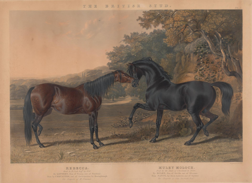 1845 19th_century ambiguous_feral ambiguous_gender ancient_art balls black_balls black_body brown_body duo english_text equid equine feral field genitals hi_res horse john_frederick_herring lithograph_(artwork) male male_feral mammal muley_moloch nuzzling outside plant text traditional_media_(artwork) tree