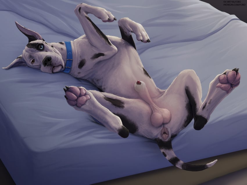 anatomically_correct anatomically_correct_genitalia anatomically_correct_penis animal_genitalia animal_penis anus balls bed canid canine canine_penis canis claws collar denali_dane domestic_dog feral furniture genitals great_dane harlequin_great_dane heterochromia hindpaw inside legs_up lineless looking_at_viewer lying male mammal mastiff molosser on_back on_bed pawpads paws penis penis_tip sheath solo spread_legs spreading virtyalfobo