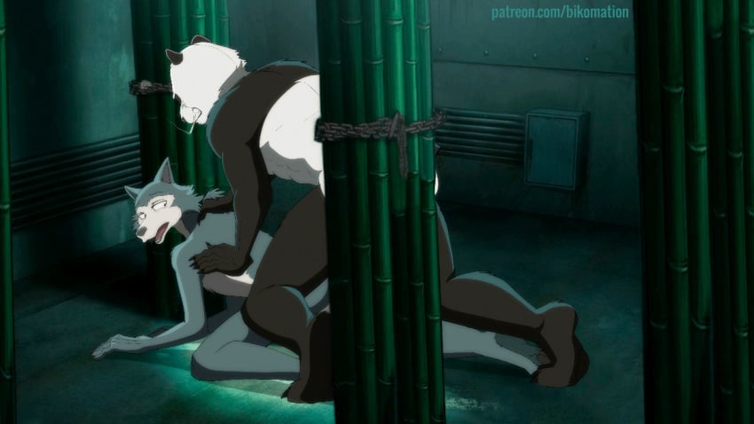 16:9 2d 2d_animation 5_fingers advertisement animated anthro anthro_on_anthro anthro_penetrated anthro_penetrating anthro_penetrating_anthro ass bamboo bamboo_tree barefoot beastars bikomation black_body black_fur black_nose body_hair canid canine canis censored chains cigarette claws conditional_dnp digital_media_(artwork) duo felid fingers frame_by_frame from_behind_position fur gay giant_panda gouhin grey_body grey_fur half-closed_eyes hand_on_back legoshi_(beastars) male male/male male_only male_penetrated male_penetrating male_penetrating_male mammal manly muscular muscular_anthro muscular_male narrowed_eyes netflix nude open_mouth pawpads penetration plant sex short_playtime smoking tree ursid white_body white_fur widescreen wolf yaoi