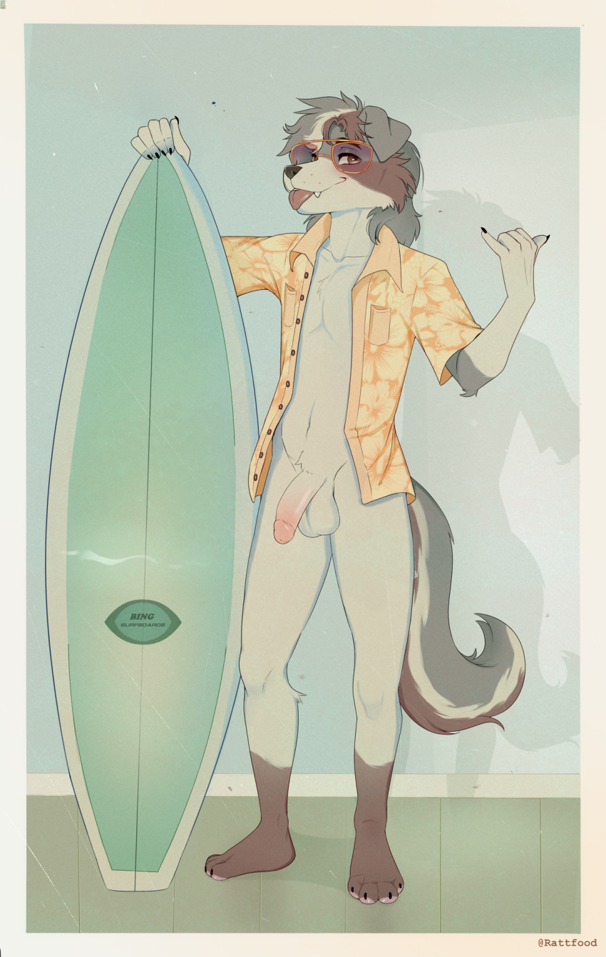 anthro australian_shepherd balls bottomless canid canine canis clothed clothing domestic_dog dozybunn genitals herding_dog hi_res male male_only mammal pastoral_dog penis pinup pose presenting sheepdog solo solo_male surfboard turner vehicle watercraft