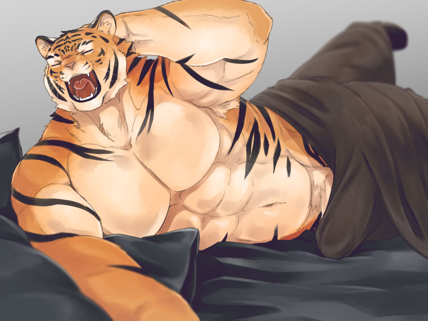 1boy 2021 4:3 anthro barazoku bed bedding blanket bulge closed_eyes erection erection_under_blanket felid furniture genitals hi_res kemono kumao male male_only mammal morning_wood muscular muscular_anthro muscular_male pantherine penis solo tiger tired