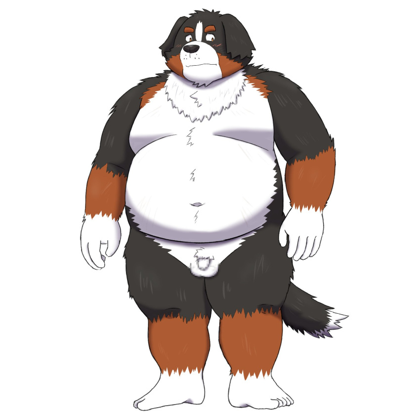 1:1 2021 anthro bernese_mountain_dog black_body black_fur brown_body brown_fur canid canine canis domestic_dog fur genitals hi_res humanoid_hands kemono male mammal molosser mountain_dog overweight overweight_anthro overweight_male penis simple_background small_penis solo swiss_mountain_dog white_background white_body white_fur yaki_atsuage