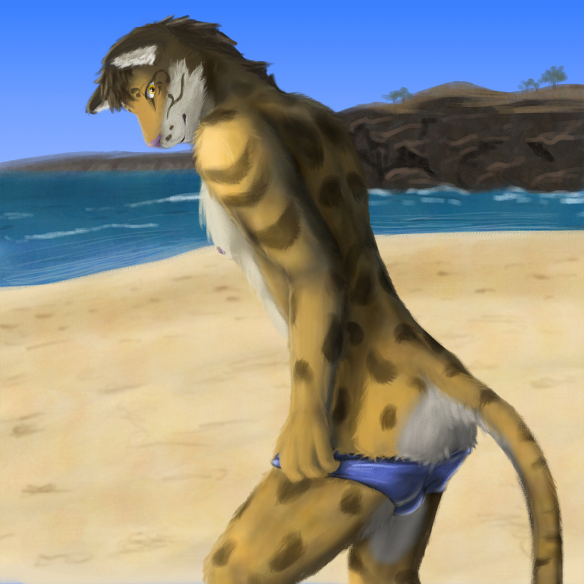 1boy anthro beach bulge clothing clouded_leopard felid hi_res leopard likulau male male_only mammal nekojishi pantherine seaside solo studio_klondike swimwear tenecayr_(artist) undressing video_games visual_novel