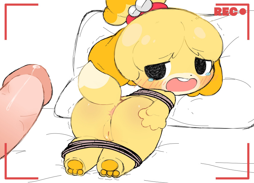 1boy 1boy1girl 1girls 2021 animal_crossing anthro anus ass bed bent_over bodily_fluids bondage bound canid canine canis domestic_dog duo female furniture furry genital_fluids genitals hi_res human humanoid_genitalia humanoid_penis isabelle_(animal_crossing) looking_back male male/female mammal nintendo on_bed open_mouth pawpads penis pillow precum pussy rakket recording rope shih_tzu teeth toe_beans toebeans toy_dog video_games