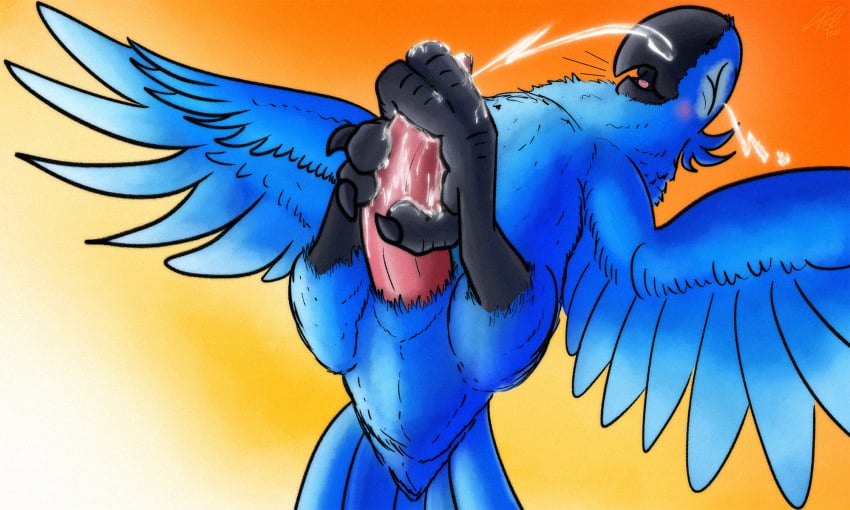 2021 2_toes animal_genitalia autofootjob avian barefoot beak big_feet big_penis bird bird_feet blu_(rio) blue_body blue_feathers blue_macaw blue_sky_studios blush bodily_fluids claws cloacal_penis closed_eyes cum cumshot digital_media_(artwork) ejaculation erection feathered_wings feathers feet feral flying fol foot_fetish foot_play footjob genital_fluids genitals hi_res male masturbation open_mouth parrot penis pink_penis rio_(series) screaming sex simple_background solo talons tapering_penis toe_claws toes tongue two-footed_autofootjob wings