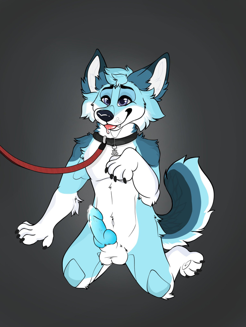 accessory animal_genitalia anthro arm_tuft begging begging_pose biped black_collar black_nose blue_body blue_fur blue_penis bodily_fluids canid canine cheek_tuft collar collar_only collar_tag countershade_face countershade_tail countershading cum cum_on_penis deliriouslycorgi dipstick_ears dripping elbow_tufts erection facial_tuft fennec fingers fluffy fluffy_cheeks fluffy_elbows fluffy_tail fox fur furry fuzzy_testicles genital_fluids genitals grey_background highres hybrid kneeling knot leash male mammal markings multicolored_body multicolored_ears multicolored_fur multicolored_tail nude open_mouth paws penis pose precum precum_drip purple_eyes raised_paw raised_tail red_fox red_leash saliva saliva_on_tongue simple_background sitting smile socks_marking solo submissive submissive_male testicles tongue tongue_out tuft two_tone_ears white_fur white_testicles zee_(zfursee)