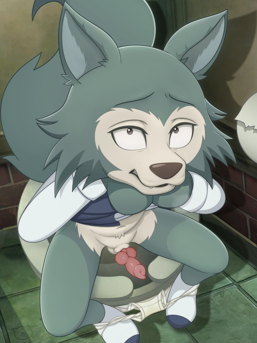 absurd_res animal_genitalia beastars blue_clothing blue_topwear blue_vest briefs canid canine canis clothing cub dress_shirt erection footwear fur furry furry_only genitals hi_res knot legoshi_(beastars) looking_at_viewer male male_only mammal penis sex sheath shirt slippers socks solo tail tighty_whities toilet topwear tricksta underwear urine_stain white_clothing white_footwear white_shirt white_socks white_topwear white_underwear wolf young