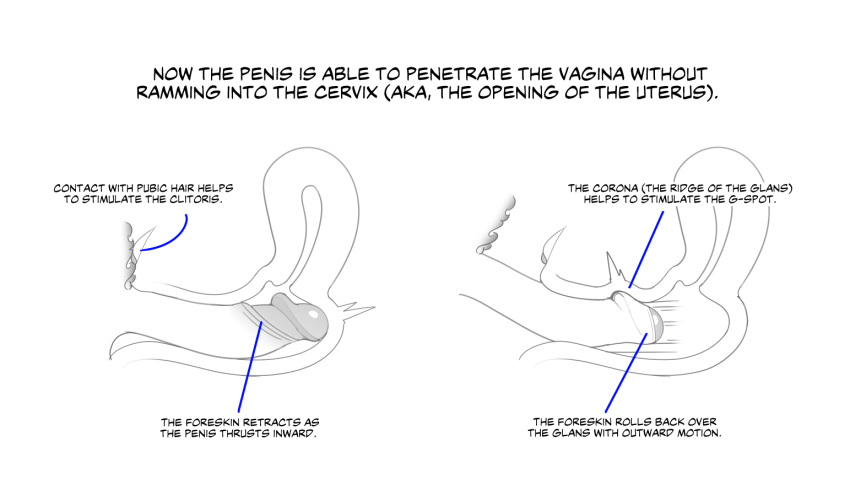 anatomy clitoral_hood clitoris cross_section educational erotibot female foreskin g-spot male partially_retracted_foreskin penis pussy pussy_juice retracted_foreskin sex tutorial uncensored uterus vagina vaginal_penetration vaginal_sex x-ray