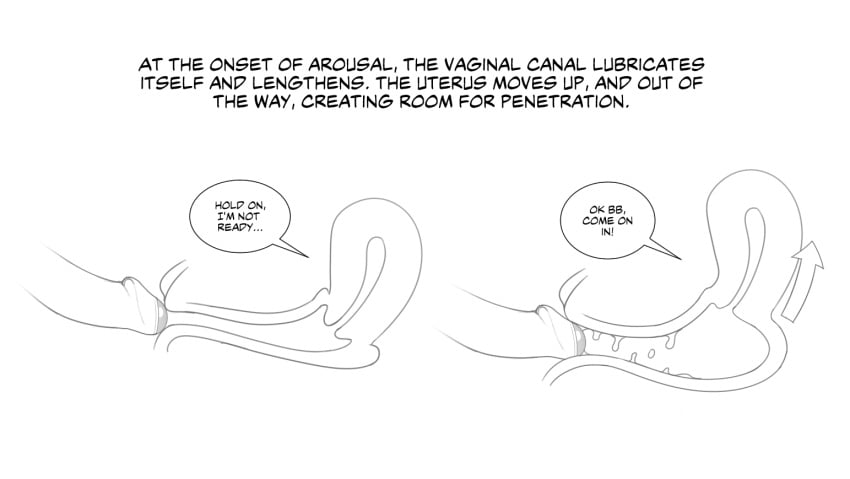 anatomy clitoral_hood cross_section educational erotibot female foreskin male partially_retracted_foreskin penis pussy pussy_juice sex tutorial uncensored uterus vagina vaginal_penetration x-ray