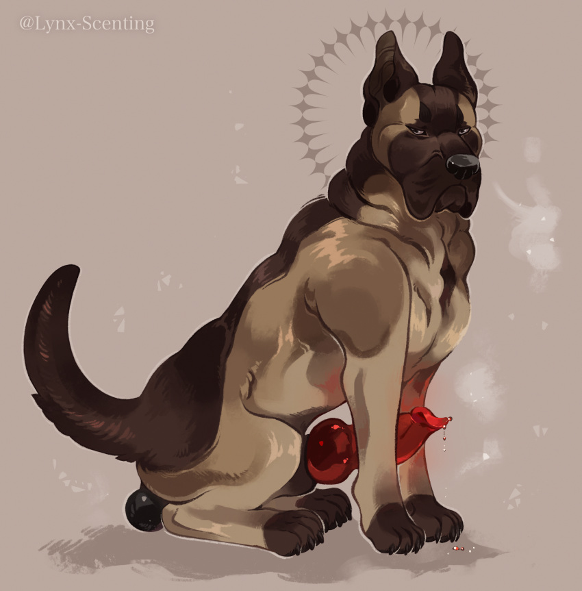 anatomically_correct anatomically_correct_balls anatomically_correct_feral anatomically_correct_genitalia animal_genitalia animal_penis bodily_fluids brown_body brown_fur canid canine canine_genitalia canine_penis canis domestic_dog dominant dominant_male dripping erection feral fur genital_fluids genitals great_dane hi_res knot lynx_scenting male mammal mastiff mixed_breed molosser muscular penis precum precum_drip red_penis sitting sitting_on_ground solo stocky