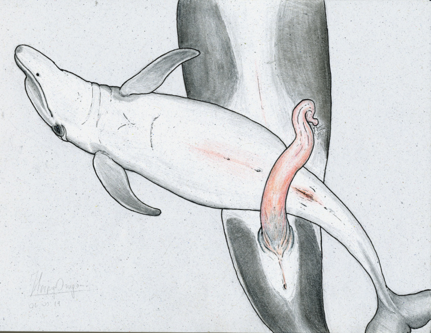 2019 anatomically_correct anatomically_correct_genitalia anatomically_correct_penis anatomically_correct_pussy animal_genitalia animal_penis big_penis bottlenose_dolphin call_(vagabond) cetacean cetacean_penis cetacean_pussy delphinoid duo female feral feral_on_feral flippers genitals herpydragon imminent_sex larger_male male male/female mammal mammary_slits marine measuring_penetration_depth oceanic_dolphin orca penis pregnant pregnant_female pussy size_difference size_play smaller_female tapering_penis toothed_whale traditional_media_(artwork)