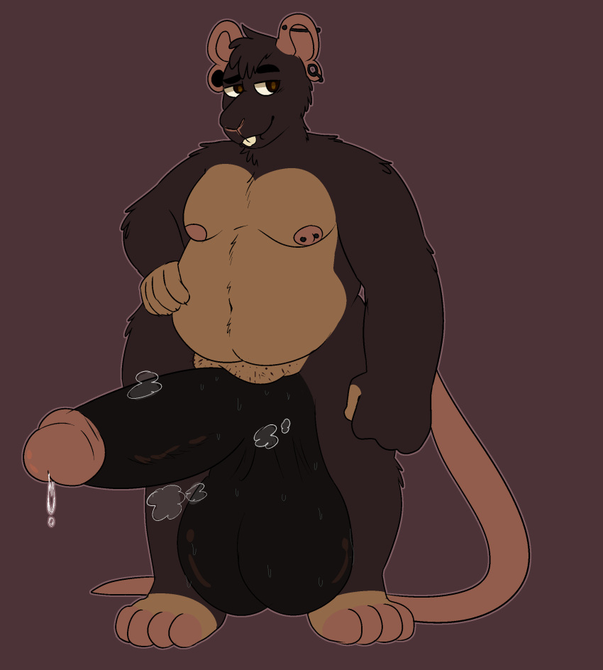 absurd_res anthro balls big_balls bodily_fluids body_hair fupa genital_fluids genitals hi_res huge_balls hyper hyper_genitalia male mammal mouse murid murine musclegut musk piercing precum presenting rat rodent slightly_chubby solo sstinkies sweat