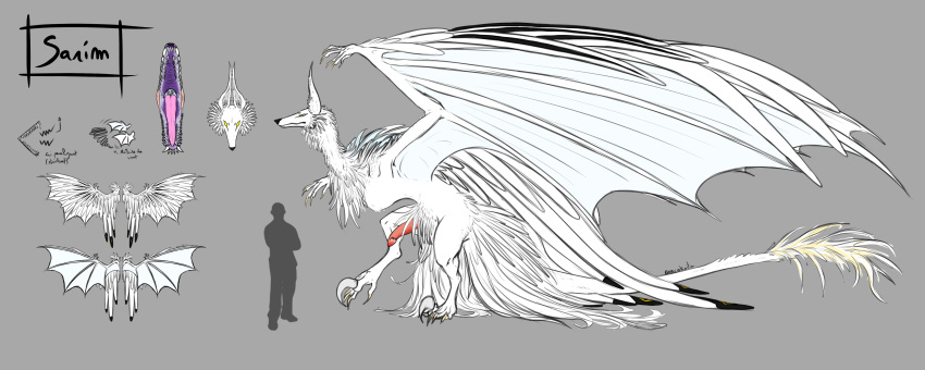 absurd_res big_wings canid canine canis cheek_tuft comparing concept_art dracokaito dragon erection facial_tuft feathers feral fur genitals grey_background hi_res hybrid male mammal model_sheet penis reptile scalie simple_background solo tuft white_body white_fur wings wolf