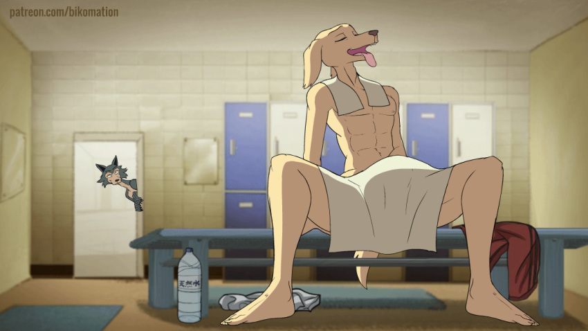 1boy 2d 2d_animation abs advertisement all_fours animated anthro athletic athletic_anthro athletic_male beastars being_watched bent_over bikomation bird_dog black_nose bodily_fluids bottle bottomless brown_eyes canid canine canis cheek_tuft claws closed_eyes clothing conditional_dnp digital_media_(artwork) domestic_dog duo eyebrows facial_tuft fangs floppy_ears fluffy fluffy_tail frame_by_frame fur furniture grey_body grey_fur hunting_dog jack_(beastars) labrador legoshi_(beastars) locker_room looking_at_another looking_pleasured male male_only mammal masturbating masturbating_under_clothing masturbation masturbation_through_clothing narrowed_eyes netflix on_model open_mouth peeping penile penile_masturbation retriever short_playtime sitting tan_body tan_fur teeth tongue tongue_out towel towel_on_shoulder towel_only tuft voyeur widescreen wolf yellow_body yellow_fur