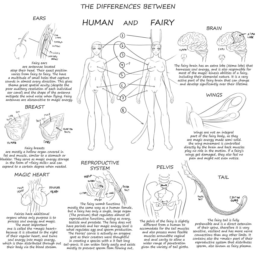 anatomy antennae bobbydando bones creature_index eldrik_aethervial fairies_vs_tentacles fairy female human skeleton sketch tail text wings womb