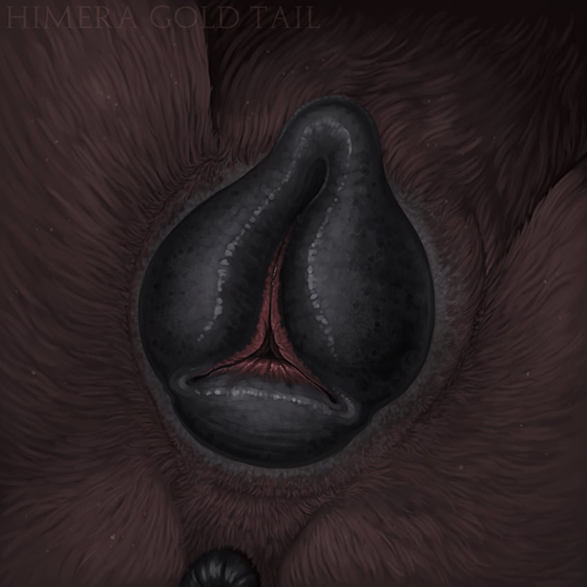 1:1 anatomically_correct anatomically_correct_genitalia animal_genitalia animal_pussy anus ass black_body black_pussy bodily_fluids brown_body brown_fur canid canine canine_pussy close-up dripping female feral fur genitals hi_res himeragoldtail mammal presenting presenting_pussy puffy_vulva pussy pussy_shot raised_tail rear_view solo