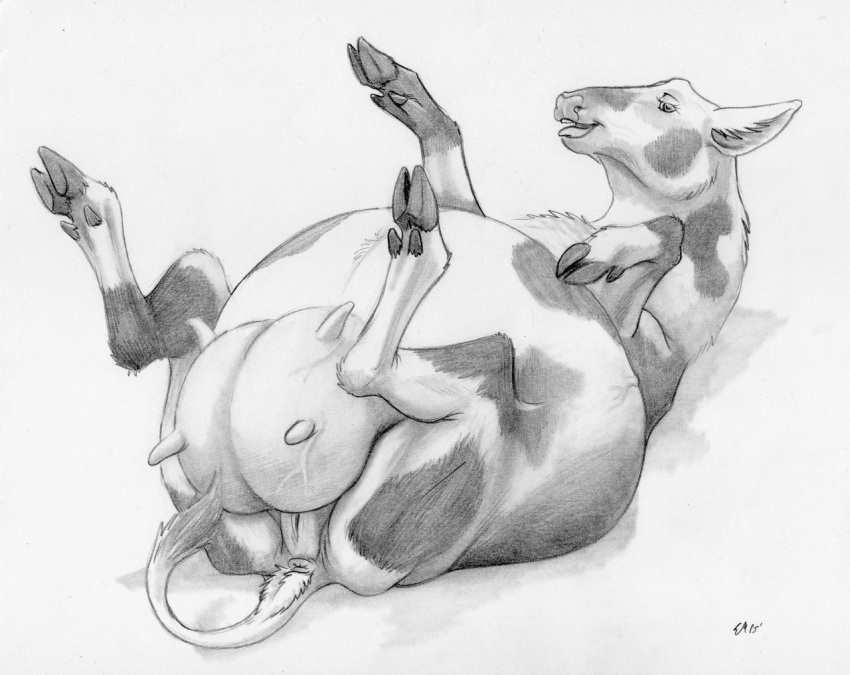 belly beuwens-folder big_belly bovid bovine cattle cloven_hooves female feral genitals greyscale hooves lying mammal monochrome on_back open_mouth pregnant pregnant_female pussy solo teats udders veiny_udders