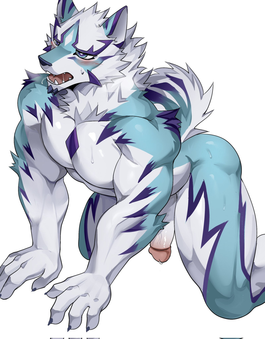 2024 all_fours anthro blue_body blue_eyes blue_fur blush canid canine canis chung0_0 fur genitals hi_res humanoid_genitalia humanoid_penis lifewonders live_a_hero male mammal multicolored_body multicolored_fur muscular muscular_anthro muscular_male penis purple_body purple_fur sadayoshi solo white_body white_fur