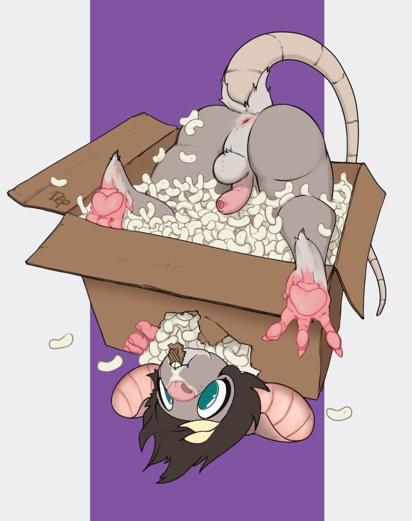 absurd_res anus ass beans_(disambiguation) box cardboard cardboard_box container dep genitals hi_res invalid_tag mammal murid murine non-human packing_peanuts penis rat rodent tail upside-down