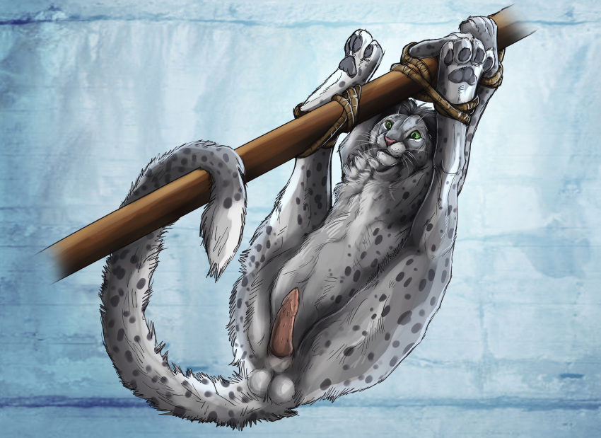 4_toes anthro bondage bound erection exposed feet feral fully_bound hanging_by_feet hi_res hindpaw igottwococonuts male paws snowy_cheetah solo struggling tied_to_pole toes tribal_carry wrists_tied