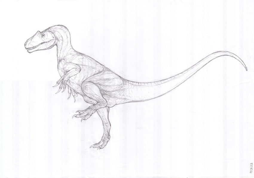 2023 absurd_res allosaurid allosaurus ambiguous_gender animal_genitalia biped bone_frill claws cloaca dinosaur feral frill_(anatomy) full-length_portrait genitals graphite_(artwork) hi_res monochrome nude on_foot partially_open_mouth portrait prehistoric_species raised_leg raised_tail reptile scalie side_view simple_background solo tail teeth theropod tiptoes traditional_media_(artwork) white_background zw3