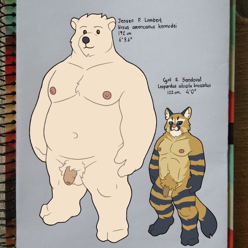 1:1 2021 absurd_res american_black_bear anthro balls belly black_bear duo flaccid fur genitals hi_res humanoid_genitalia humanoid_penis kermode_bear male mammal moobs navel nipples overweight overweight_male penis quasarbearcat ursid ursine white_body white_fur