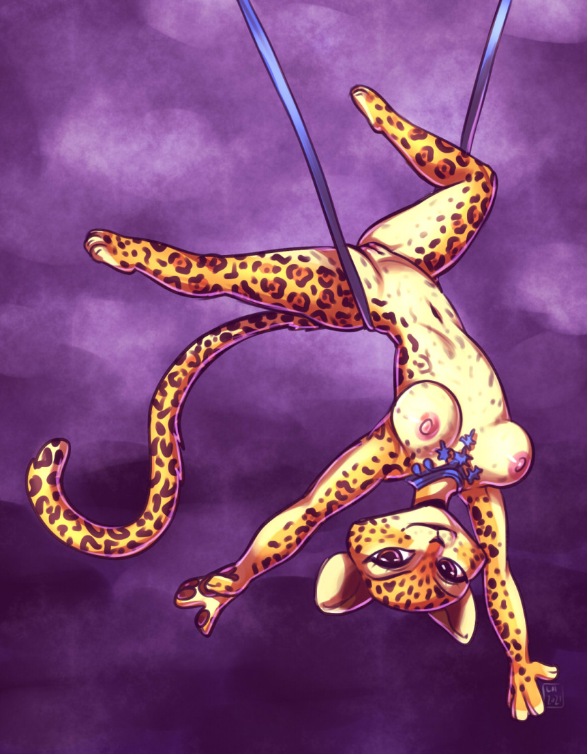 2021 acrobatics anthro breasts casual_nudity dreamworks felid female full-length_portrait genitals gia_the_jaguar hi_res jaguar looking_at_viewer madagascar_(series) madagascar_3_europe's_most_wanted mammal nipples nude pantherine paramount_pictures portrait purple_background pussy simple_background skye3337 solo spots suspended_in_midair suspension upside-down