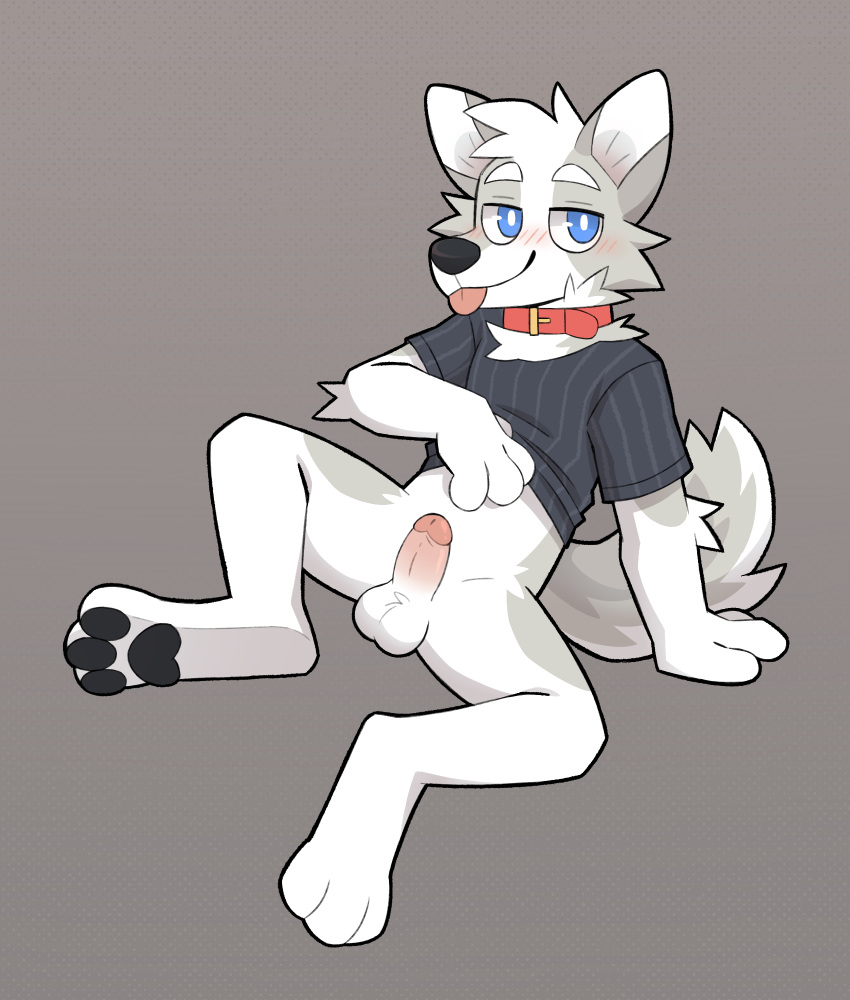 anthro arcadepup balls blep blush bottomless canid canine clothed clothing clothing_lift collar genitals hi_res humanoid_genitalia humanoid_penis lenny_(asnnonaka) male mammal penis shirt shirt_lift solo tongue tongue_out topwear