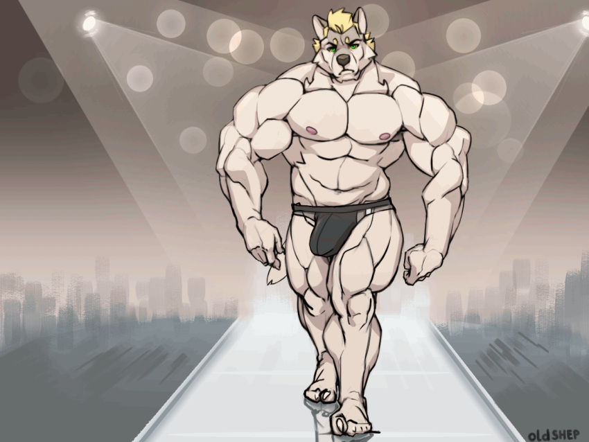 1boy 2020 2d 4:3 abs abstract_background animated anthro barazoku big_bulge big_muscles biped black_underwear blonde_eyebrows blonde_hair bouncing_bulge bulge canid canine canis cel_shading clothing deltoids digital_media_(artwork) eyebrows frame_by_frame fur gif green_eyes grey_body grey_fur hair light lighting looking_at_viewer loop male male_only mammal muscular muscular_anthro muscular_male navel nipples oldshep partially_clothed pecs pink_nipples plantigrade quads reflection runway shaded short_playtime signature simple_background solo spotlight underwear underwear_only walk_cycle walking wolf