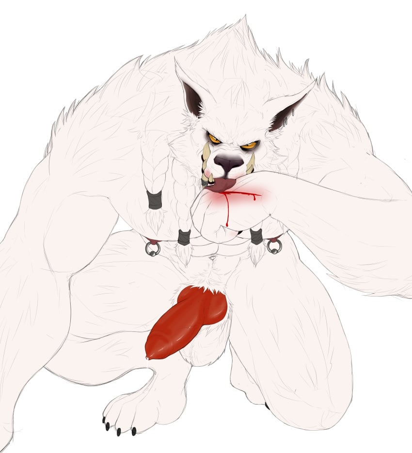 1boy absurd_res anthro black_nose blood bodily_fluids canid canine canis claws fangs fur genitals genn_greymane hi_res islate_(artist) knot licking looking_at_viewer male male_only mammal muscular nipple_piercing nipples penis piercing pov pubes solo tongue tongue_out white_body white_fur wolf yellow_eyes