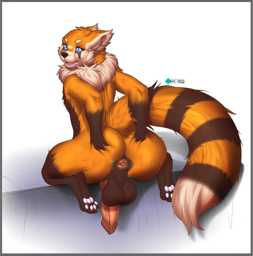 ailurid anthro anus ass balls digital_media_(artwork) erection genitals hi_res looking_at_viewer male male_only mammal maxx-ros nude open_mouth penis red_panda simple_background solo spread_anus spreading timepanda tongue